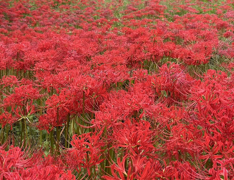 ヒガンバナ🌼満開